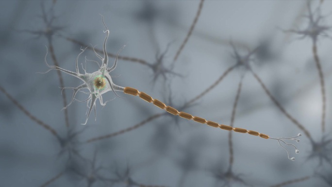 神经元细胞膜树突轴突三维动画