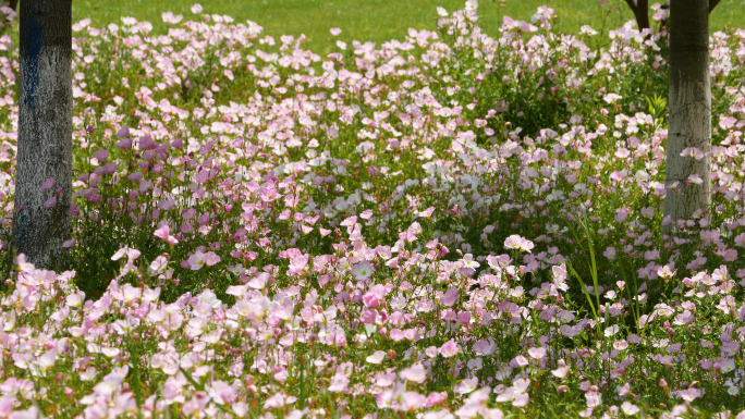 月见草 春天公园花海