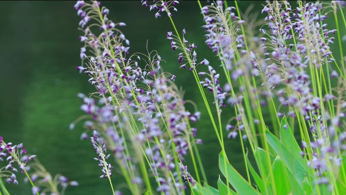 唯美抒情水竹芋水莲蕉