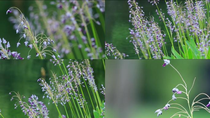 唯美抒情水竹芋水莲蕉