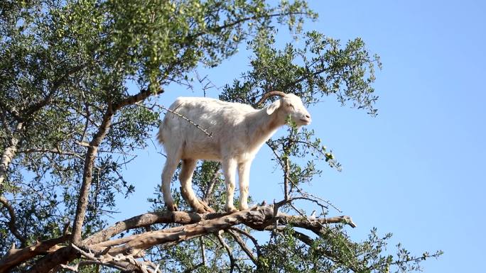 摩洛哥的奇景-羊上树