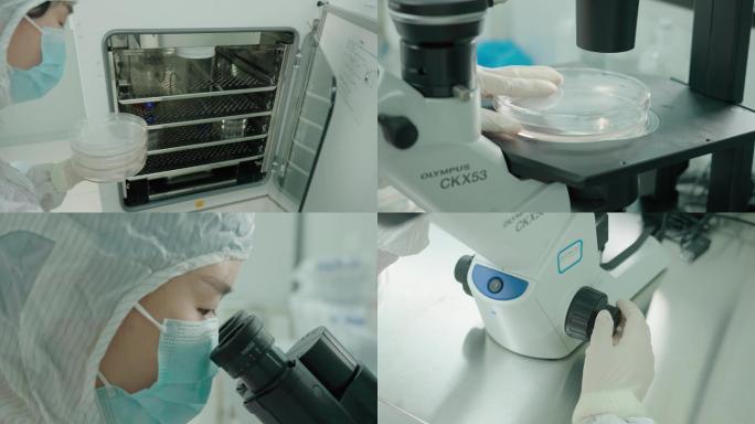 【4K】实验员观察干细胞培养皿