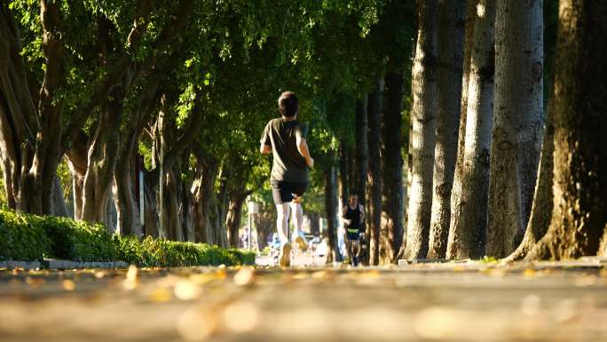 阳光 户外 树木 奔跑 锻炼