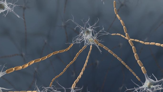 神经元神经神经传导树突神经信号源动画