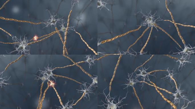 神经元神经神经传导树突神经信号源动画