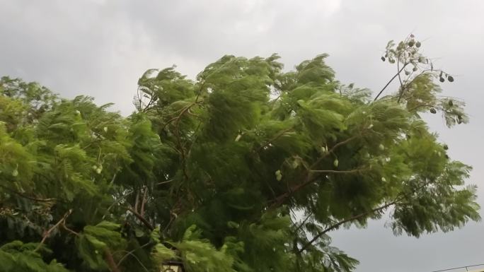 风随树动微风暴雨暴风骤雨来临雨水风吹树枝