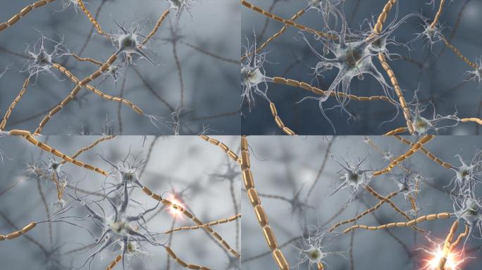 神经细胞神经元神经突神经树突3D三维动画