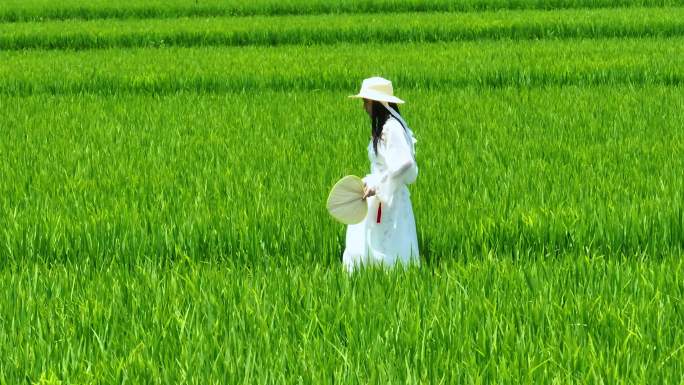美少女走在成片绿色稻田中航拍夏季乡间乡村