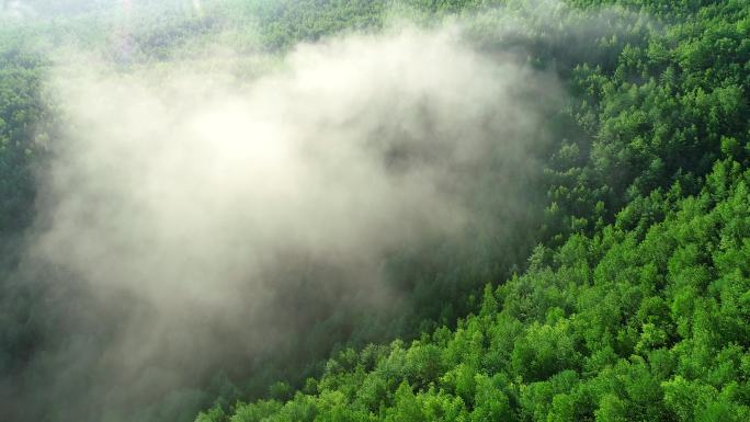 航拍晨雾中的绿色阳光山林