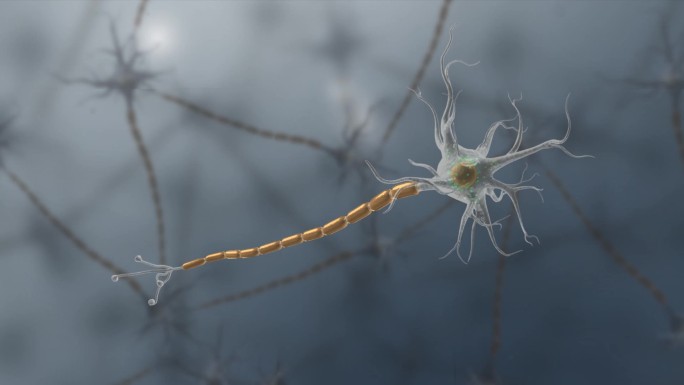 3D神经元细胞膜树突轴突动画
