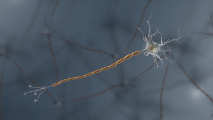细胞膜树突轴突神经元神经组织神经系统动画