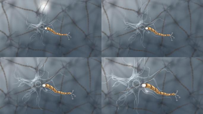 医学生物细胞神经系统纤维束轴突