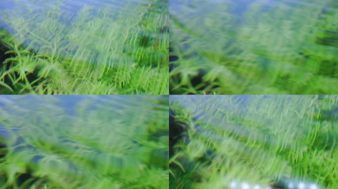 抽象 水纹 水波 水草 意境
