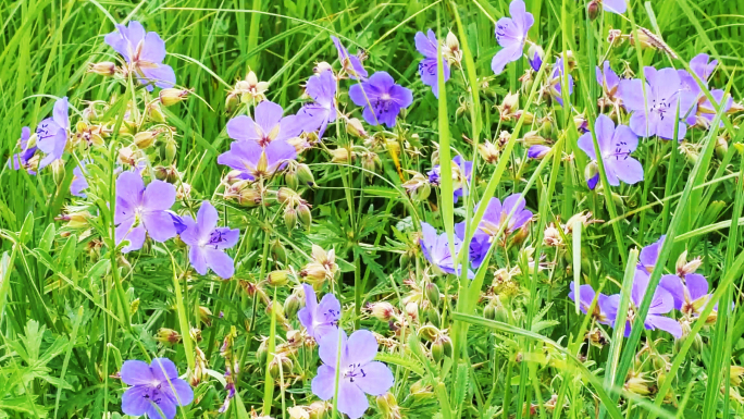 草原植被湿地花朵