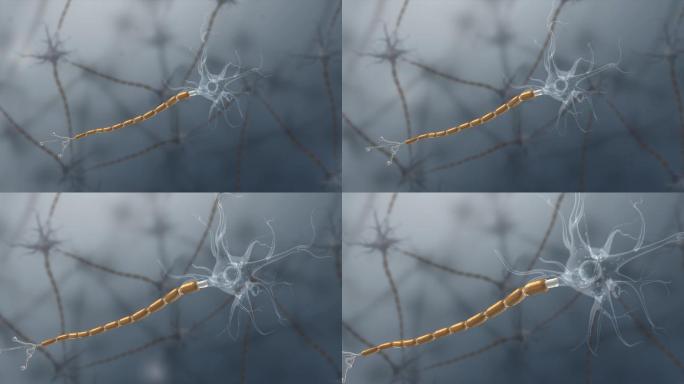 神经系统神经束轴突终树突神经终板三维动画