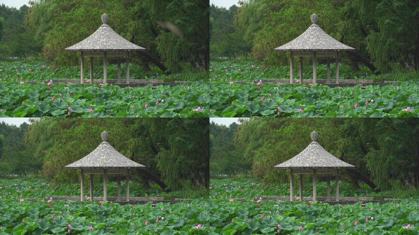 夏日阳光下的南京玄武湖荷花