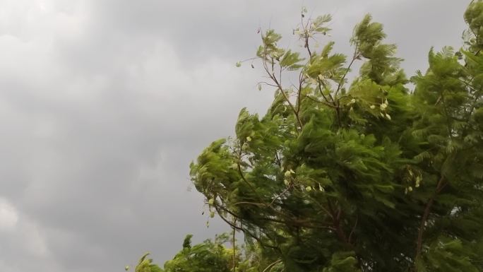 头风随树动微风风雨来临雨水夏天风吹树枝