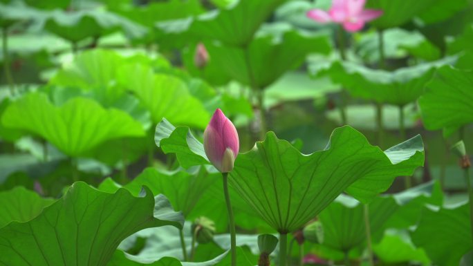 夏日阳光下的南京玄武湖荷花