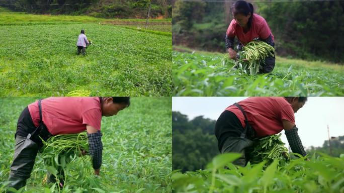 蕹菜空心菜采摘