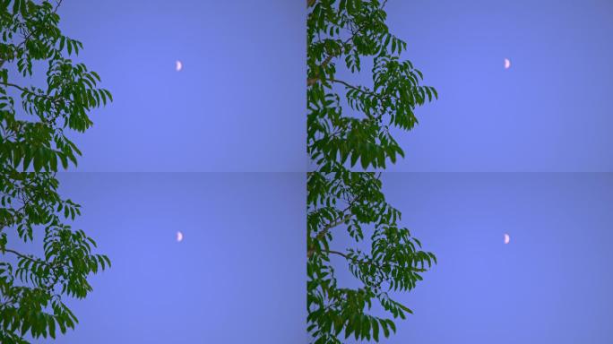 8K实拍月亮升起意境唯美树叶飘动