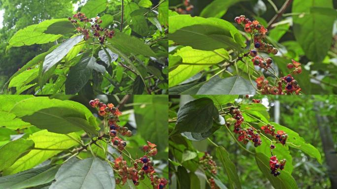 中药植物、大青