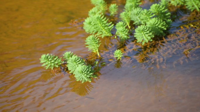 4K水草