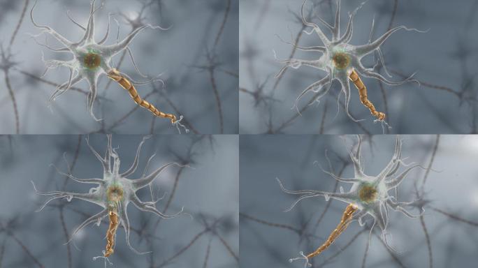 神经元神经束神经信号源传导胞体神经束