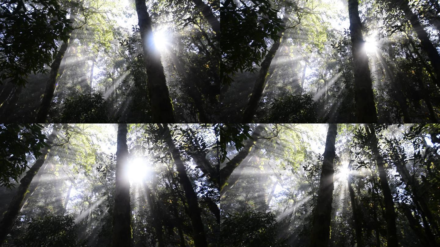 【正版素材】阳光扫过原始森林