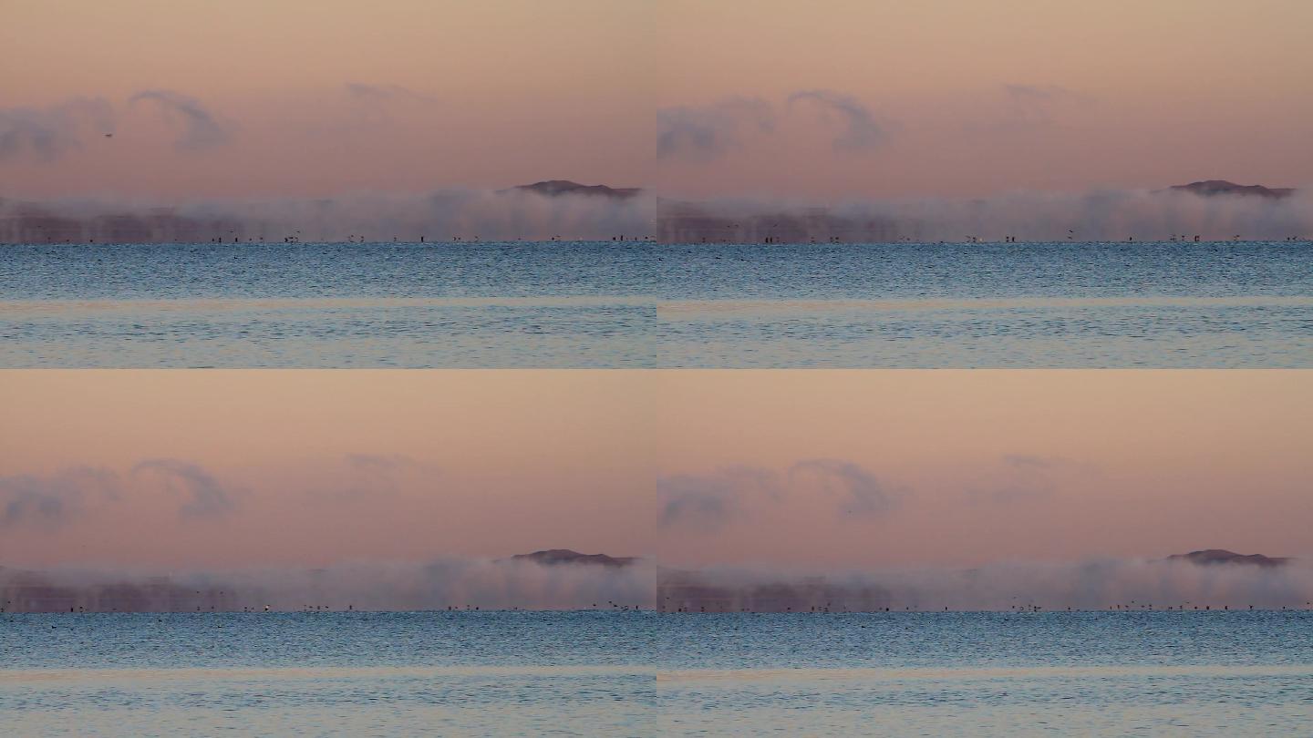 内蒙古达里湖晨光中的水鸟