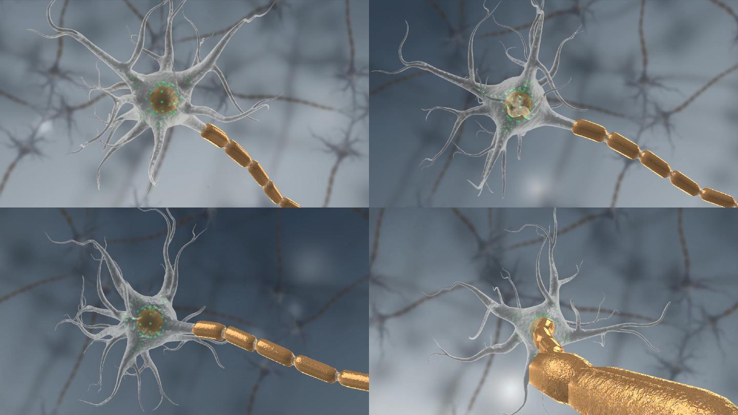 神经元神经传导细胞树突轴突三维动画