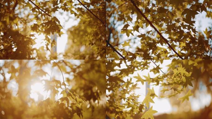 立秋阳光下的树叶