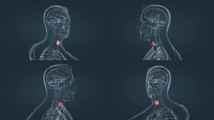 脑垂体甲状腺甲状旁腺内分泌系统三维动画