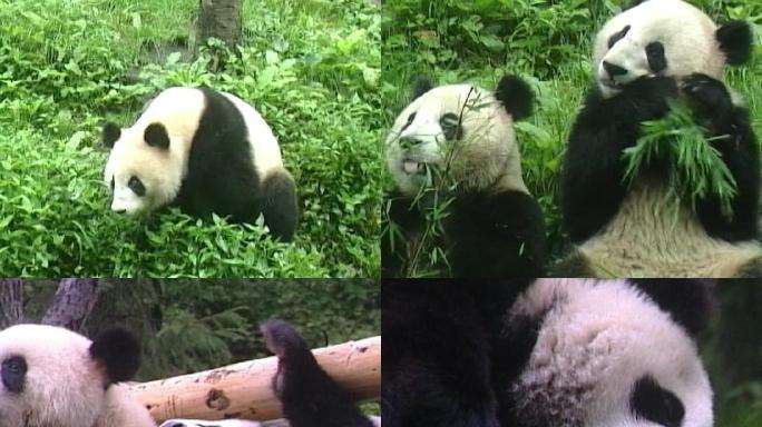 05年熊猫影像