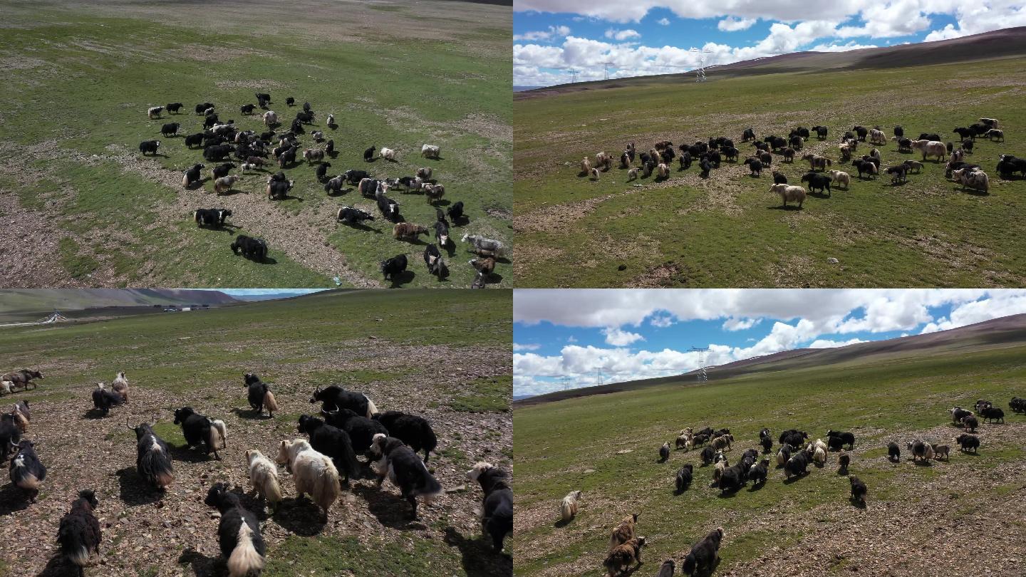 西藏 草原牦牛群航拍