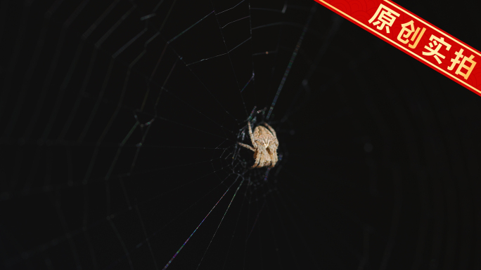 4K蜘蛛网