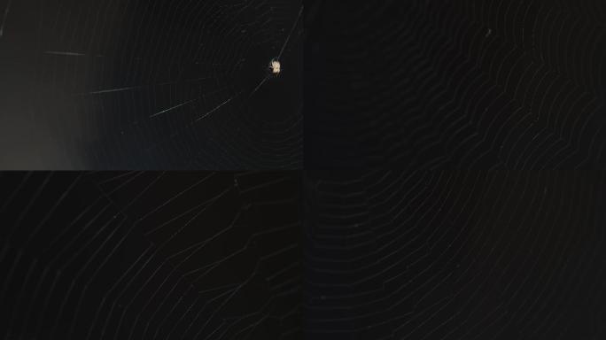 4K蜘蛛网