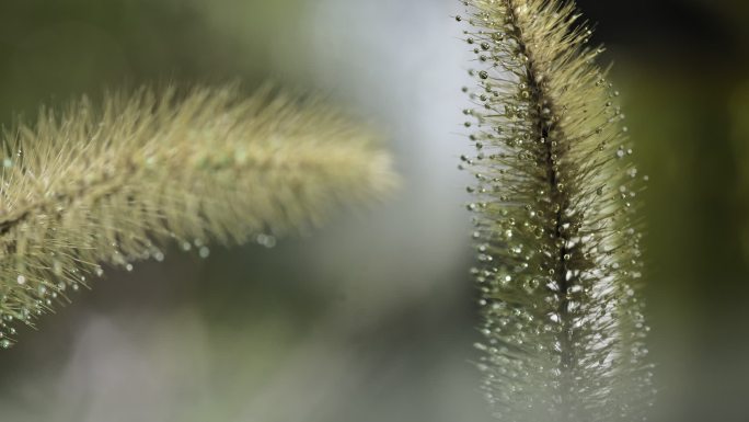 狗尾巴草结冰结霜延时