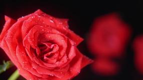 4K实拍玫瑰花视频素材