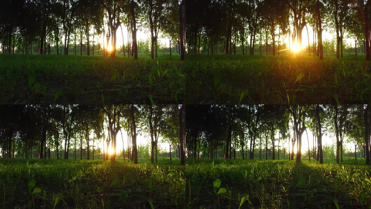 树林光影自然生态好阳光穿过树木晨光大自然