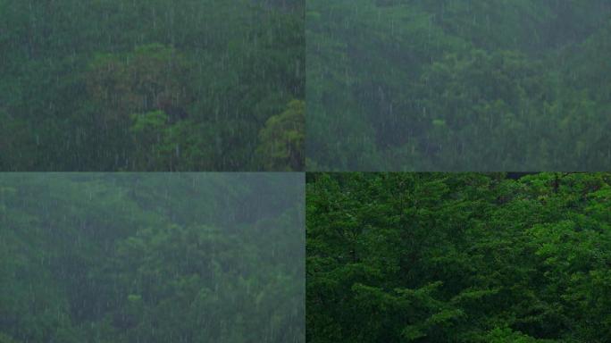 树林中下雨