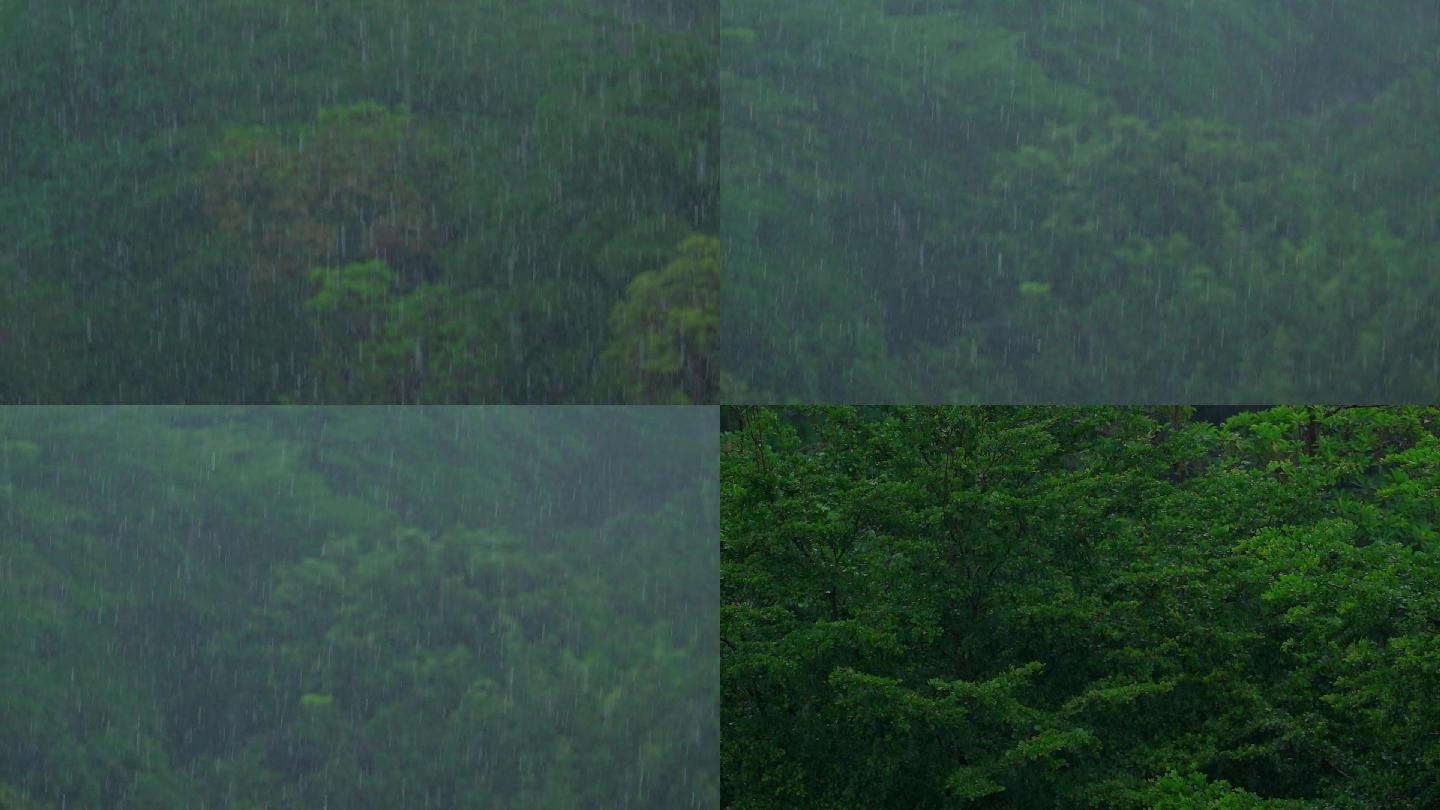 树林中下雨