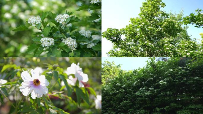 花卉春天公园花开白色小花