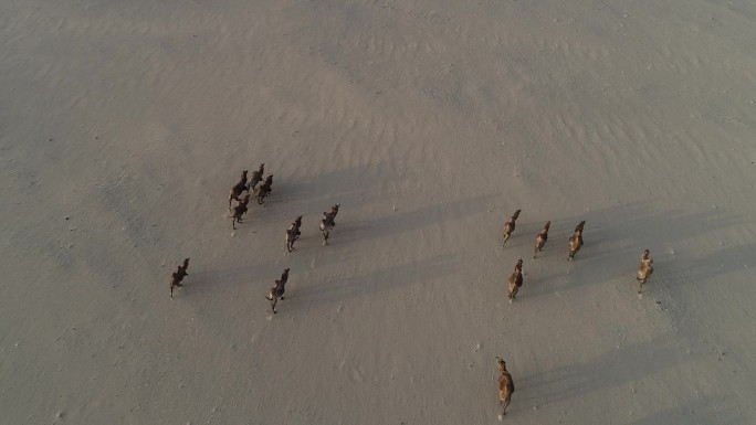 戈壁滩奔跑的骆驼