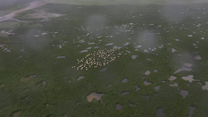 西藏 草原湿地奔跑的羊群航拍
