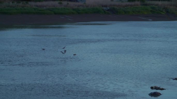 傍晚的河边湿地白鹭