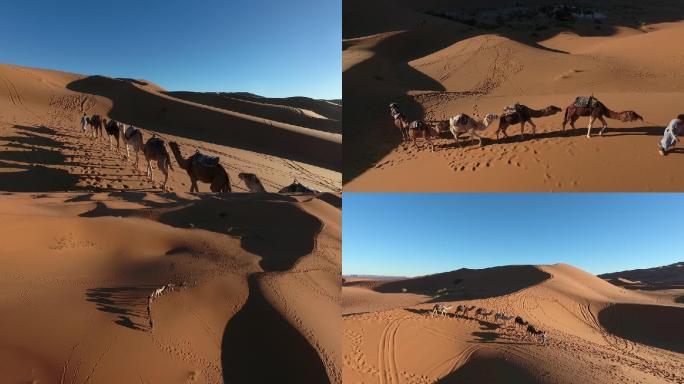 摩洛哥撒哈拉沙漠的骆驼队