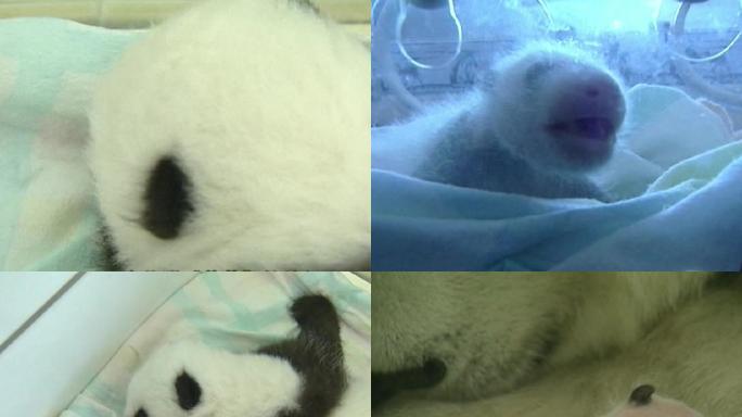 05年熊猫华仔出生影像