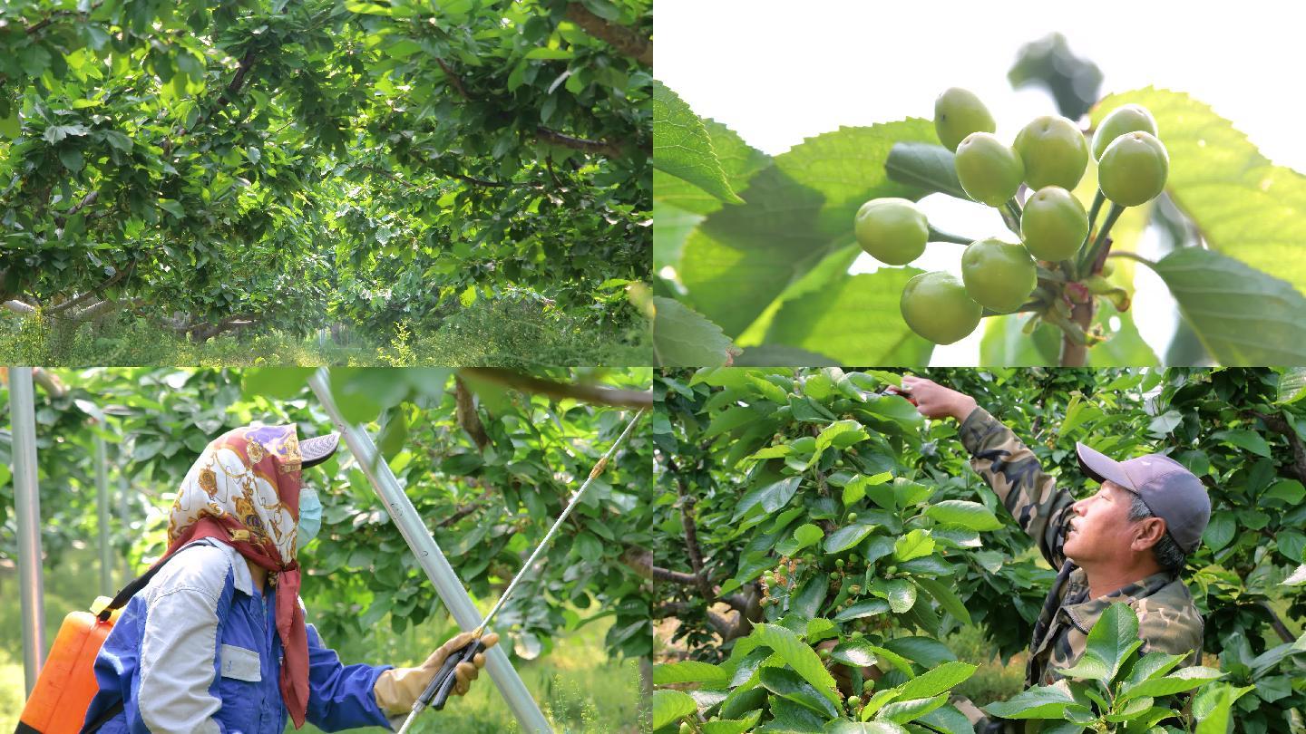 樱桃园除虫剪枝