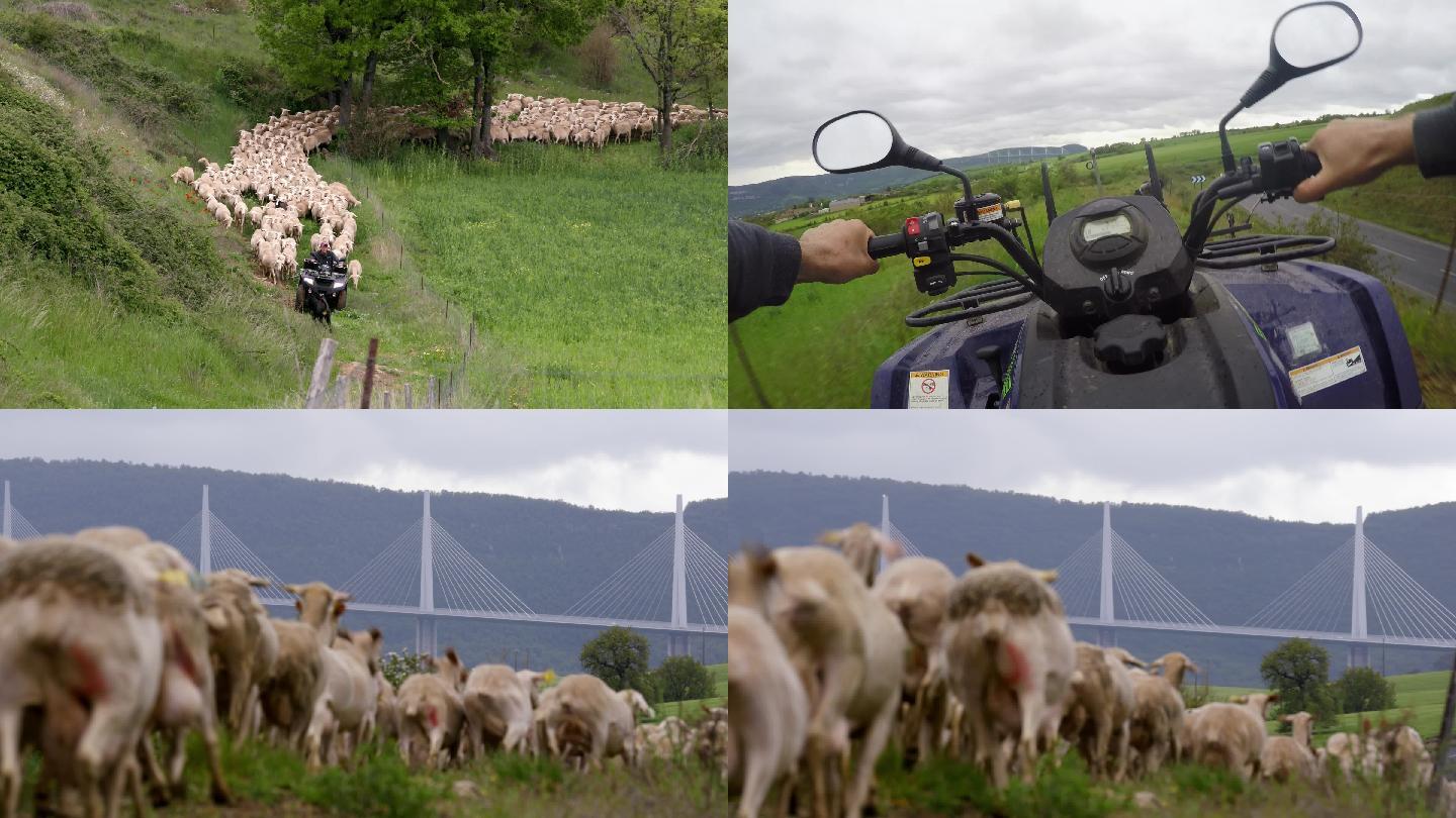 法国米约罗克福奶酪厂人员于附近放羊画面