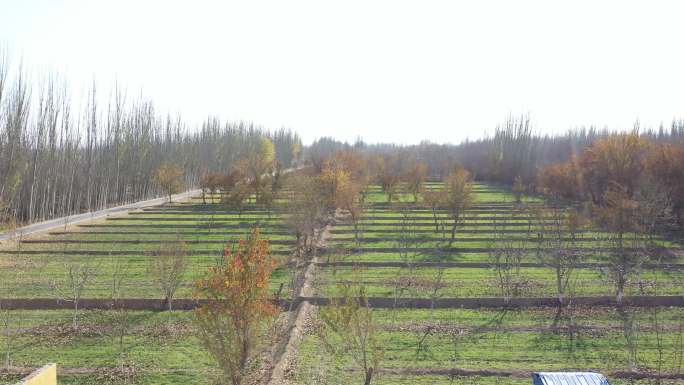 新疆乡村4K